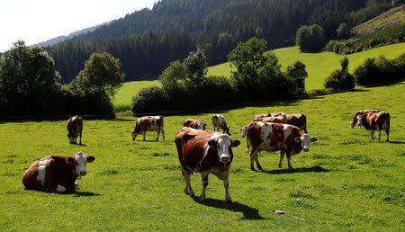 FILE PHOTO: A group of Simmental cattle graze on a farm near Seckau, Austria, July 29, 2017. REUTERS/Leonhard Foeger/File Photo
