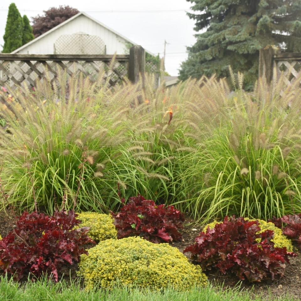 Lemon Squeeze Ornamental Grass (background) is deer resistant and gets 3 to 3 1/2 feet tall.