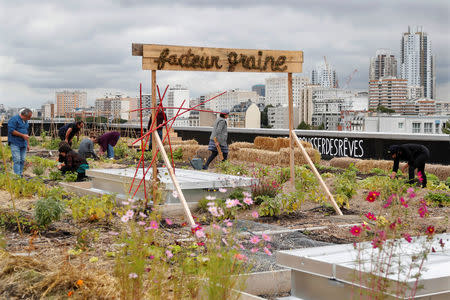 Post office employees work on a 900 square meters farm garden on the rooftop of their postal sorting center, as part of a project by Facteur Graine (Seed Postman) association to transform a city rooftop as a vegetable garden to grow fruits, vegetables, aromatic and medicinal plants, with also chickens and bees in Paris, France, September 22, 2017. Picture taken September 22, 2017. REUTERS/Charles Platiau