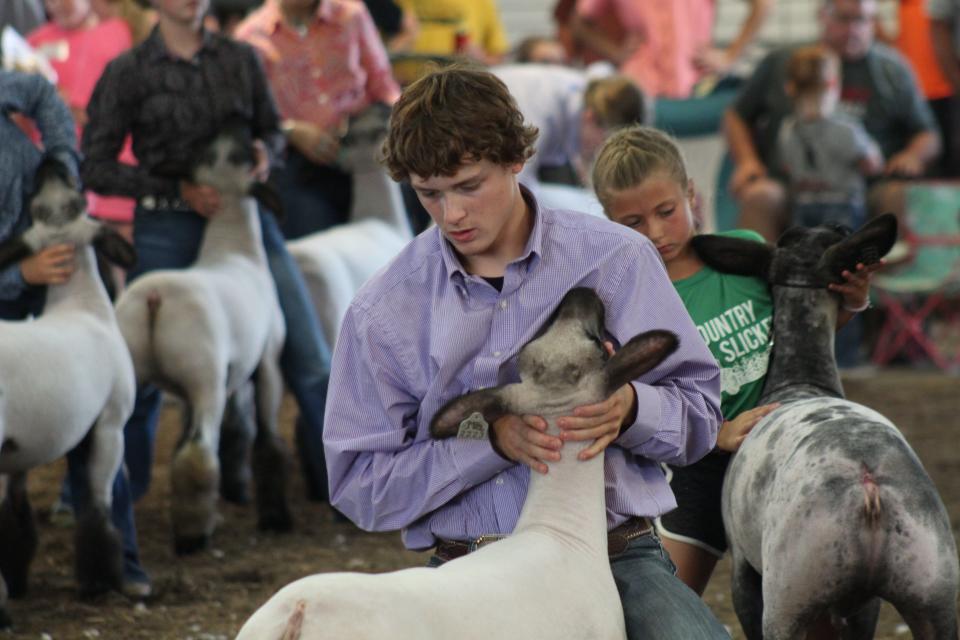 Tait Dusseau of Graytown takes part in the 4-H lamb judging contest Monday at the Ottawa County Fair. The fair continues Tuesday with scheduled harness racing and a hog calling contest.