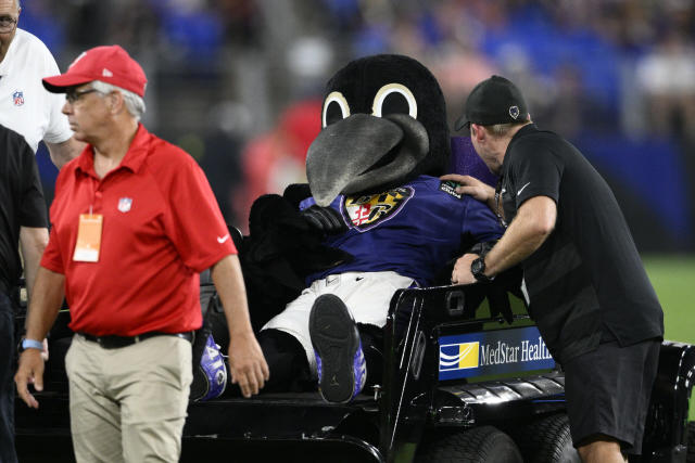 Poe - Baltimore Ravens Mascot  Ravens football, Baltimore ravens