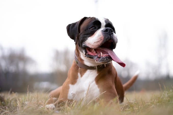 Portrait of german boxer sitting on field,Brno,Czech Republic