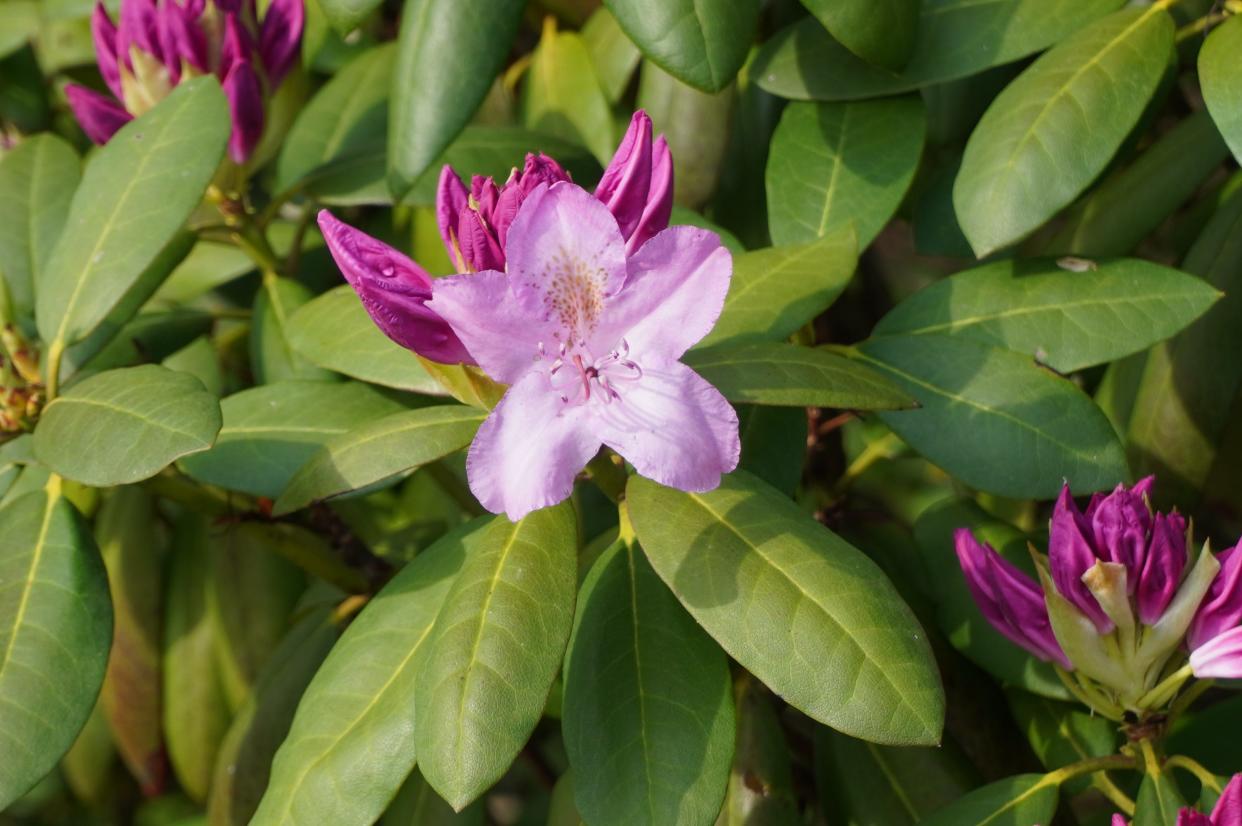 Rhododendron blooms last week at Secrest Arboretum in Wooster.