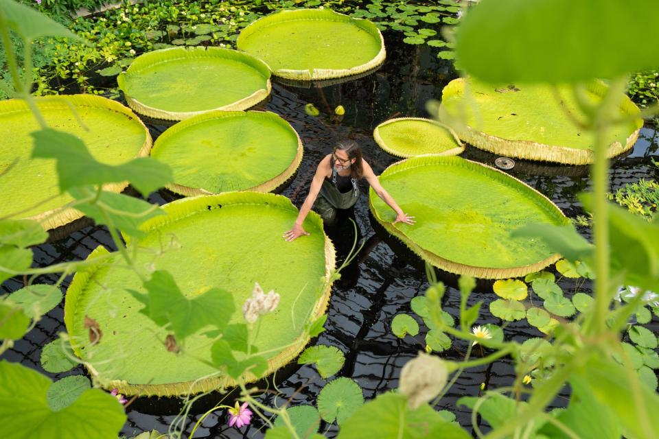 Magdalena examines the leaves of the new giant waterlily species, Victoria boliviana, in the Palm House (PA)