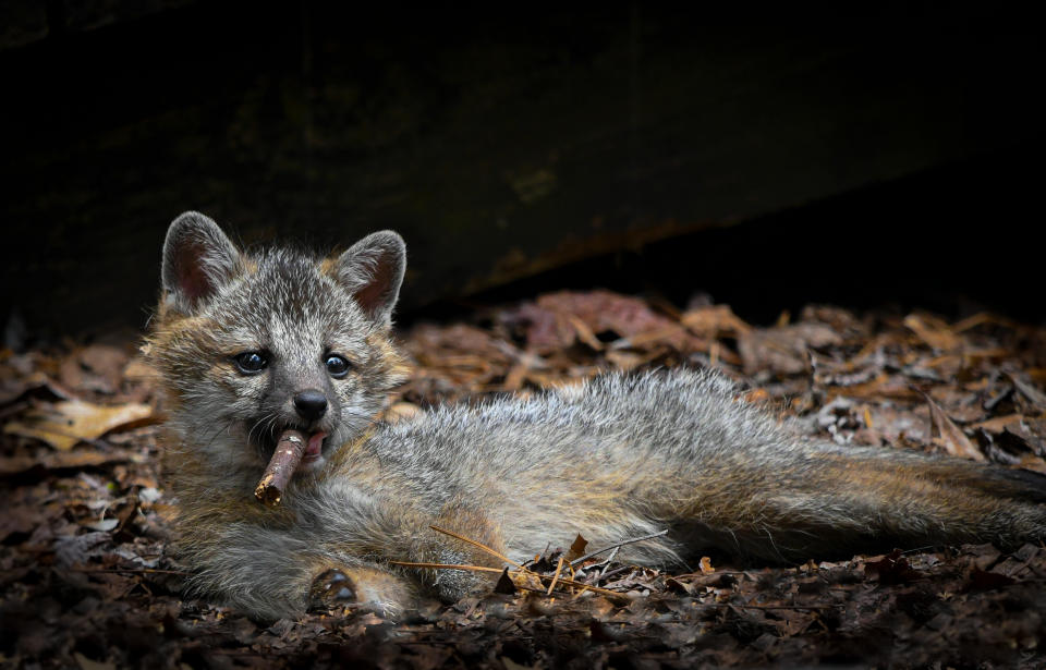 Excuse me sir but I think you're a little too young to be smoking: A tired grey fox with a piece of wood looks more like he is smoking a cigar in Virginia in the US. (Dakota Vaccaro/Comedy Wildlife 2023)