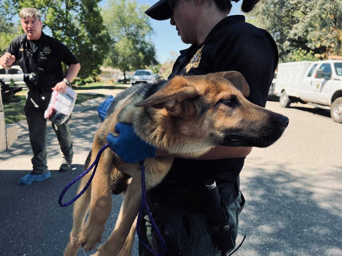 Sheriff’s and animal services officials on Tuesday July 19, 2022, recover and care for dogs found among 25 alive and dead dogs at a home on Tea Rose Drive in El Dorado Hills, California.