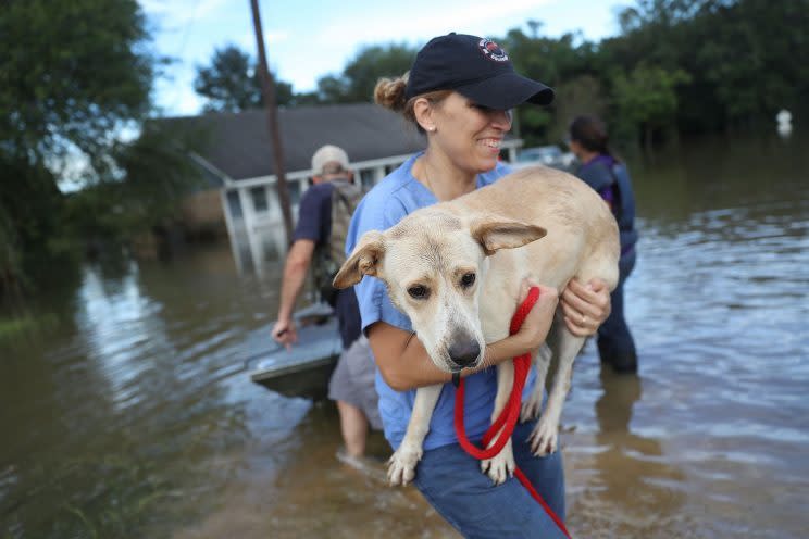 Ann Chapman from the Louisiana State Animal Response Team carries a dog she helped rescue from flood waters in Baton Rouge, Louisiana. (Photo: Joe Raedle/Getty Images)