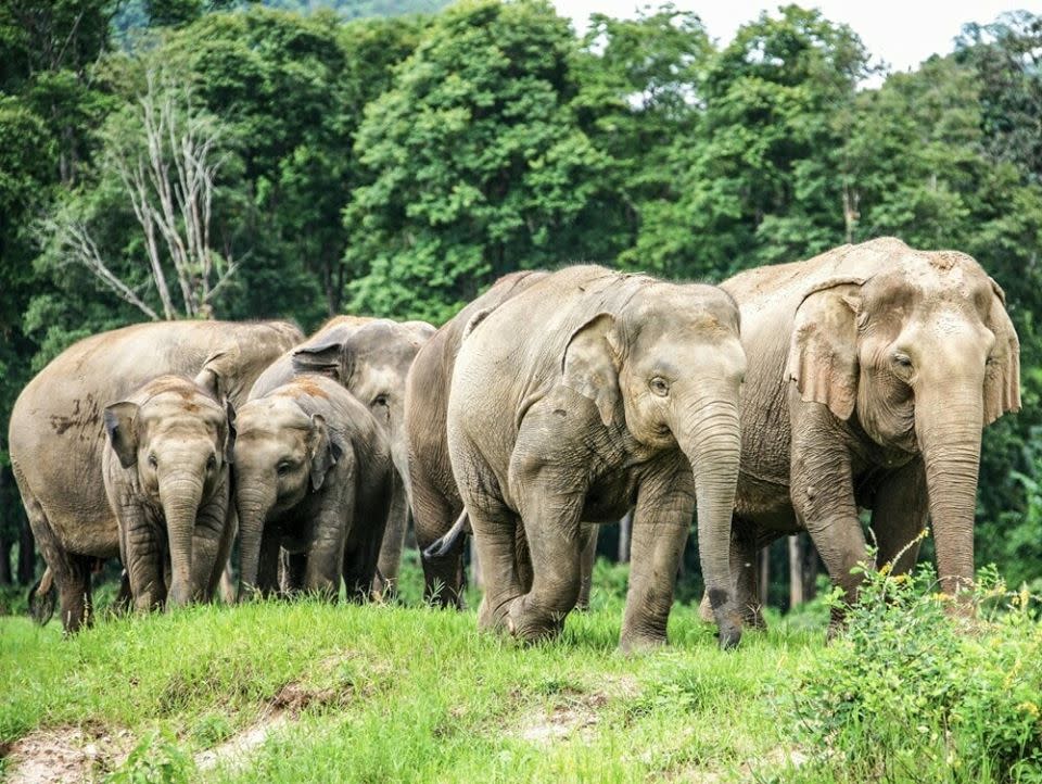 泰國保育園區內野生大象由於久缺照顧而外出民居搵搵食。
（圖：elephantnaturepark.org@twitter）

