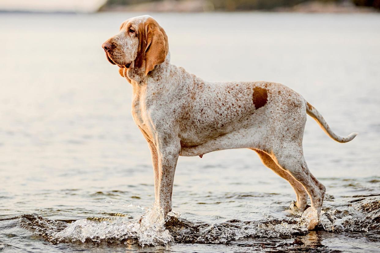 bracco italiano standing in water