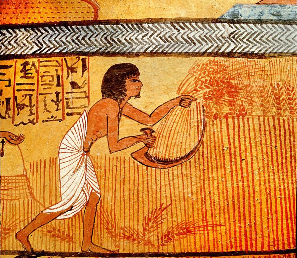 Agriculture began fueling the Anthropocene engine. A painting in the tomb of Sennedjem from Egypt’s 19th dynasty, between 1295 B.C. and 1186 B.C., shows a person reaping wheat in Thebes. <a href="https://www.gettyimages.com/detail/news-photo/detail-of-a-painting-on-stucco-in-the-tomb-of-sennedjem-news-photo/152198532" rel="nofollow noopener" target="_blank" data-ylk="slk:Werner Forman/Universal Images Group/Getty Images;elm:context_link;itc:0;sec:content-canvas" class="link ">Werner Forman/Universal Images Group/Getty Images</a>