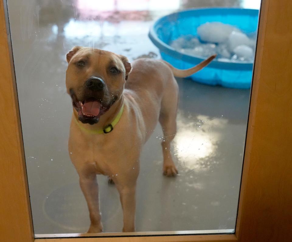 Columbus, Ohio, United States; Pablo enjoys some fresh air in a conference room and a pool full of ice after the Franklin County Dog Shelter & Adoption Center lost power and had no air conditioning on Tuesday afternoon. Mandatory Credit: Barbara J. Perenic/Columbus Dispatch