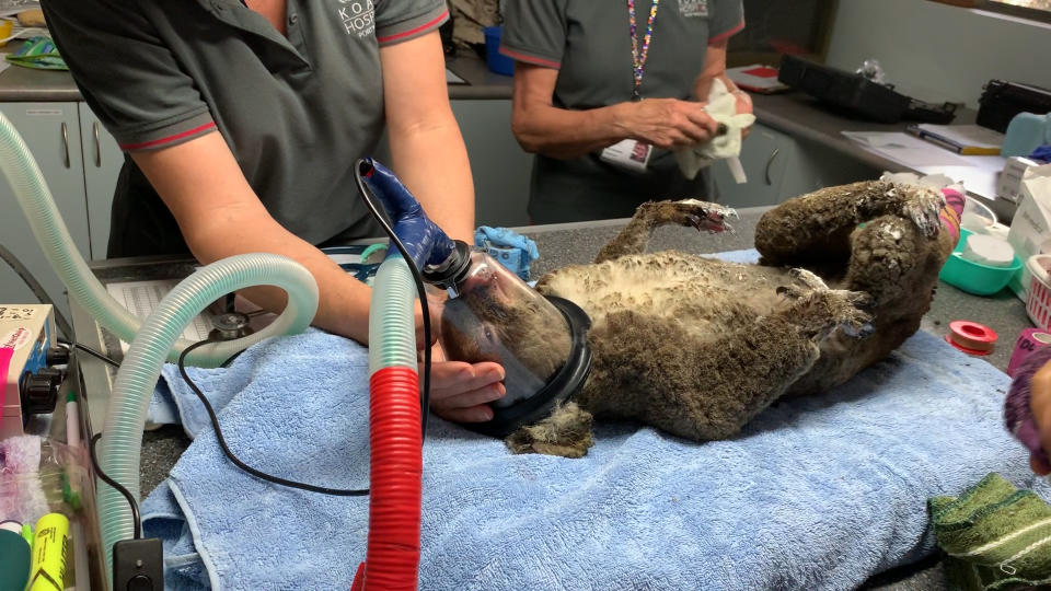 A koala lies on a blue towel at Koala Hospital Port Macquarie. It has an oxygen mask on and is receiving treatment. 