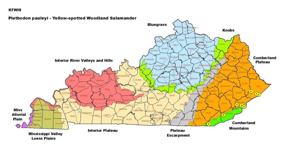 The nine sites where Kentucky Fish and Wildlife Resources personnel have observed the rare yellow-spotted woodland salamander. Note: The two sites in southwest Bell County overlap.