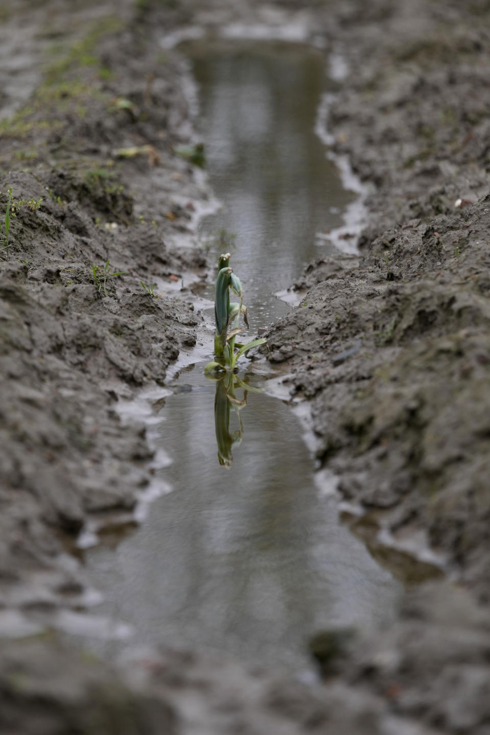 A leek grows out of a flooded gulley in a field in West Flanders, Belgium, Wednesday, Feb. 21, 2024. After hundreds of tractors disrupted an EU summit in Brussels in early February, farmers plan to return on Monday to be there when farm ministers discuss an emergency item on the agenda; simplification of agricultural rules that some fear could also amount go a weakening of standards. (AP Photo/Virginia Mayo)