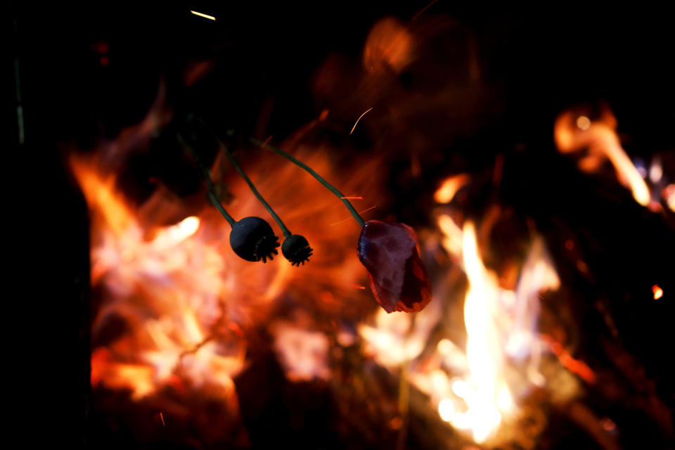 Opium poppies are burned