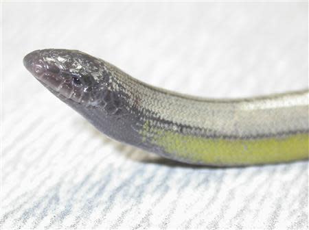 A Bakersfield Legless Lizard (Anniella grinnelli) is shown in this undated handout provided by the University of California, Berkeley September 19, 2013. California scientists have discovered four species of legless lizards hidden in unlikely habitats among central valley oil derricks, sand dunes at the end of a Los Angeles airport runway and other arid and desolate spaces. REUTERS/James Parham, CSU-Fullerton/Handout via Reuters