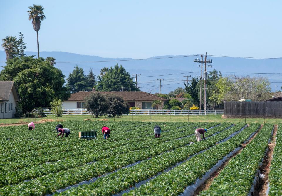 Fieldworkers are photographed picking strawberries on Saturday, April 25, 2020. Monterey County community residents formed the Salinas Farmworker Appreciation Caravan to show their admiration and respect to all  farmworkers who continue to work during this pandemic.