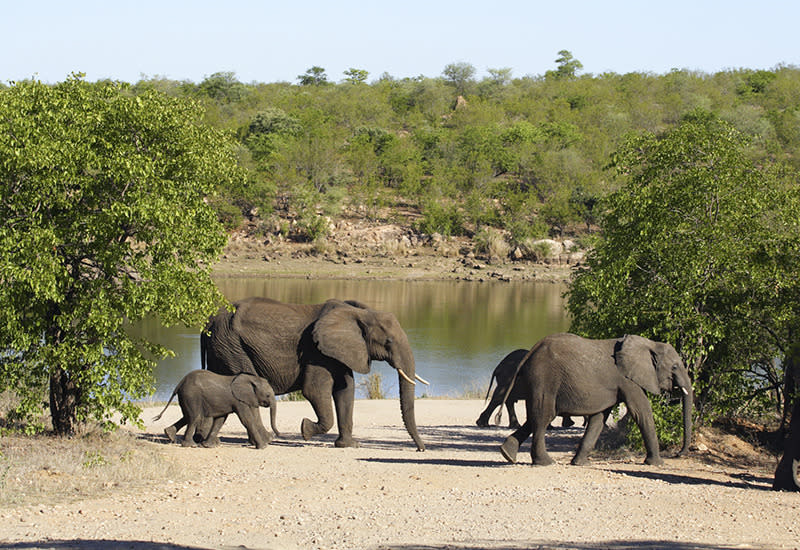 Kruger National Park, South Africa