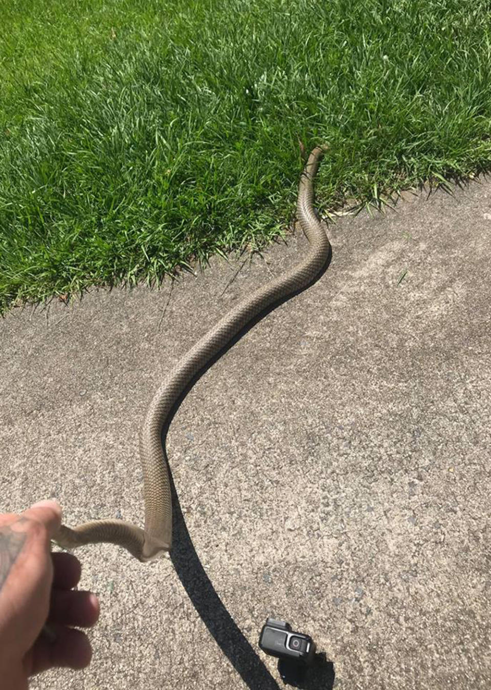 This eastern brown had been at the front door on Sunday and was tapping on the glass as it tried to get inside. Source: Brisbane North Snake Catchers and Relocation/ Facebook