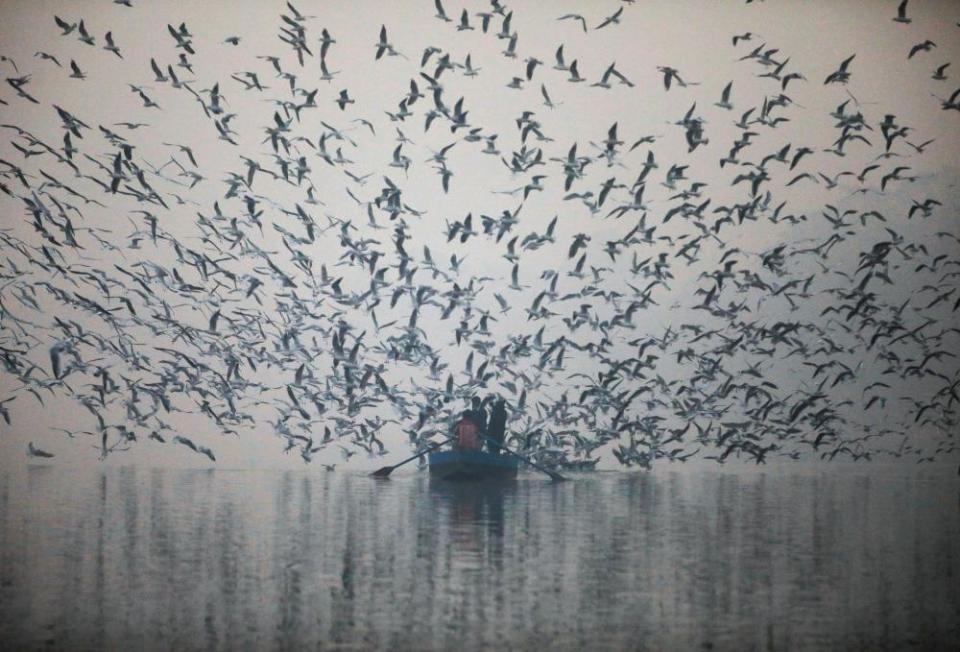 Feeding seagulls in New Delhi