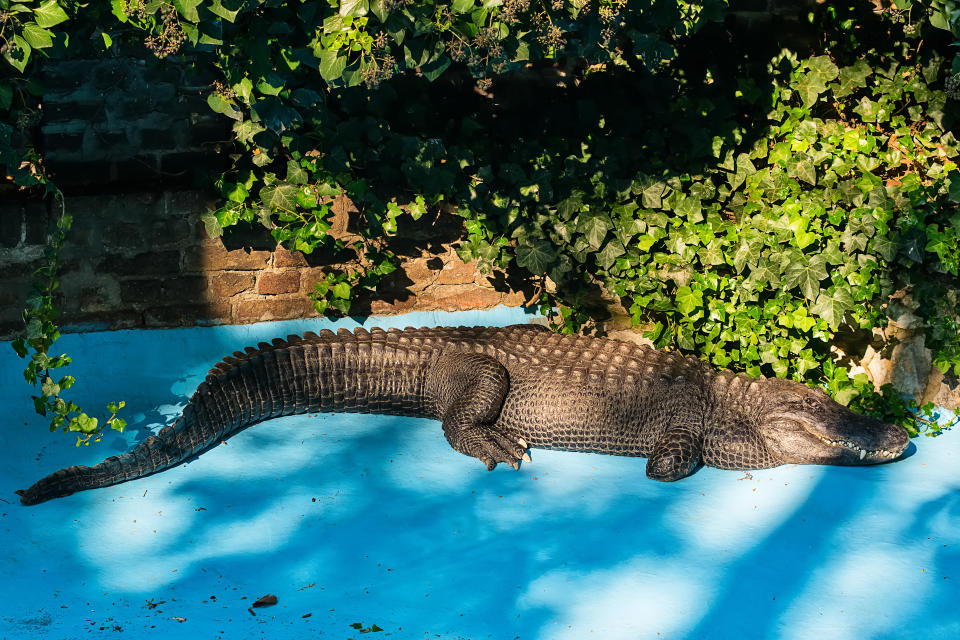 Nicht der Anblick, den man sich morgens als erstes im eigenen Garten wünscht. (Symbolbild: Getty)