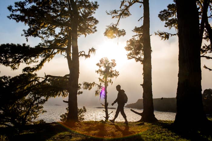A person hikes along a coastal trail, surrounded by tall trees, with the sun setting over the water in the background