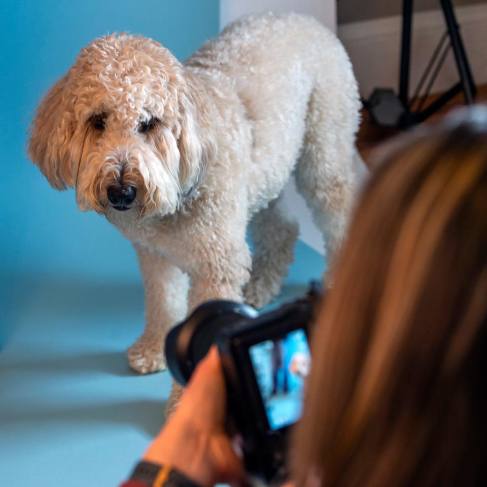 Neiman Marcus, a 3-year-old whoodle (a mixed breed cross between a soft-coated Wheaten terrier and poodle) has his picture taken by Brea Chislett at We Dig Your Dog in Natick, Feb. 15, 2024.