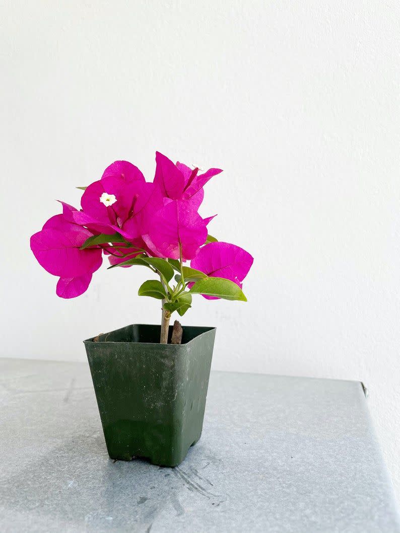 13) Mini Bougainvillea La Jolla Red Flower Plant