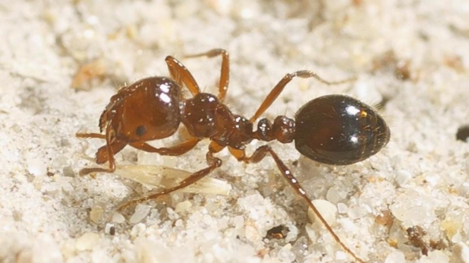 An outbreak of ted imported fire ants was discovered in Southeast Queensland in 2021. Picture: Supplied