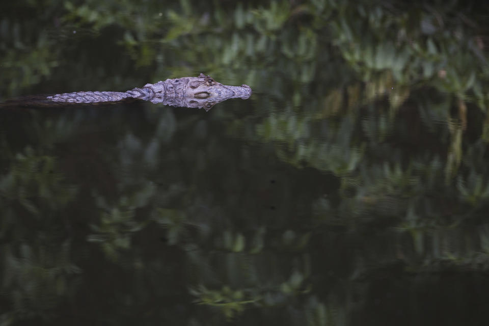 In this Oct. 14, 2013 photo, a broad-snouted caiman swims in a water channel in the affluent Recreio dos Bandeirantes suburb of Rio de Janeiro, Brazil. With two decades of anarchic growth decimating natural habitats, the hardy caimans have become an increasingly common sight in the urban heart of western Rio, drawn in part by the scraps tossed to them by humans. (AP Photo/Felipe Dana)