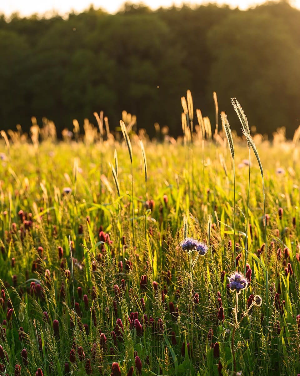 Wildfarmed's standards require the farms it buys wheat from not to use pesticides, and to adhere to other principles of regenerative farming. (Wildfarmed)