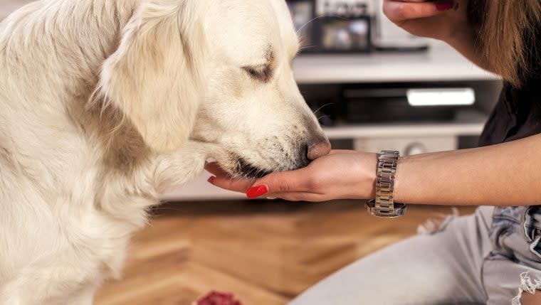 Scent-Detection Golden Retriever Sniffs Out Peanuts to Protect Girl With Severe Allergy