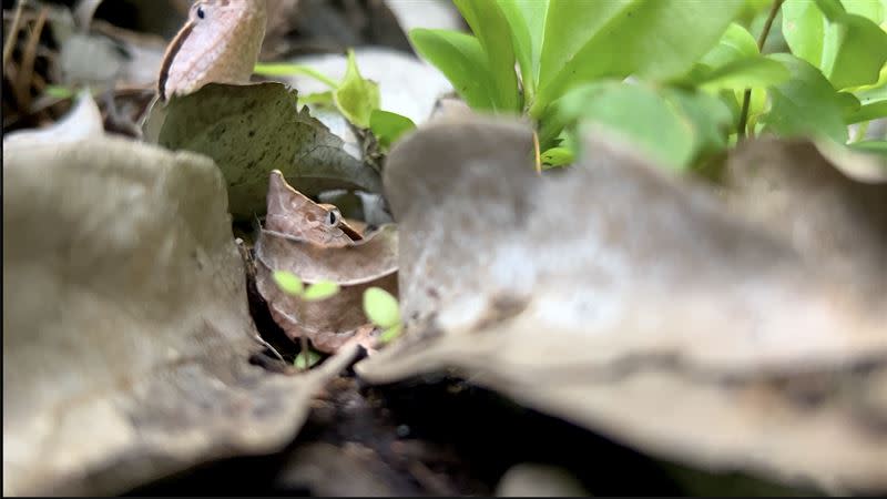 百步蛇幼蛇離巢。（圖／野聲 李昱拍攝提供）