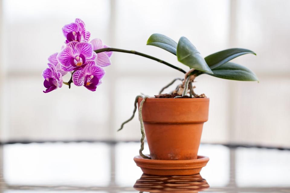 Close-Up Of Orchids Growing In Plant