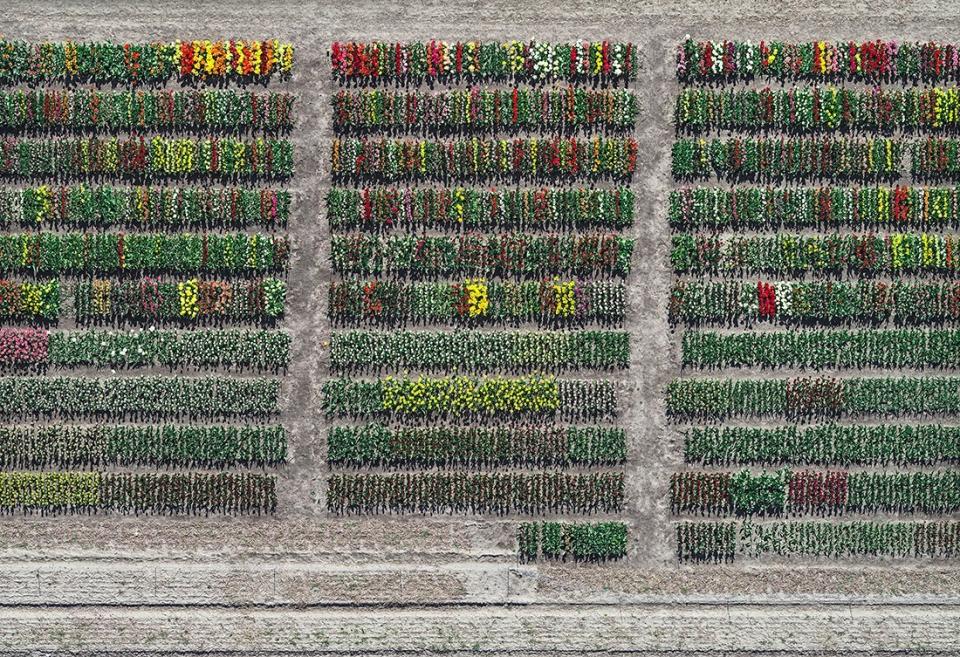 Vista de pájaro. Capturadas desde aviones o helicópteros, las imágenes de Bernhard convierten a los tulipanes de los campos más grandes de Holanda en pequeños píxeles multicolor que se agrupan de forma ordenada. 