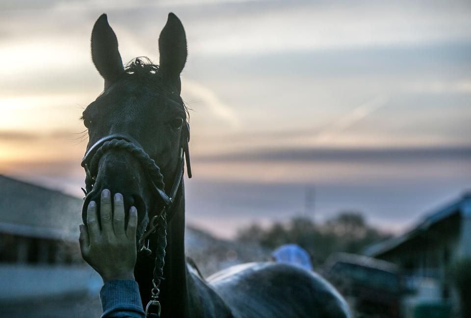 A groom held the nose of a horse to keep it calm while being bathed on the backside of Churchill Downs. April 27, 2018.