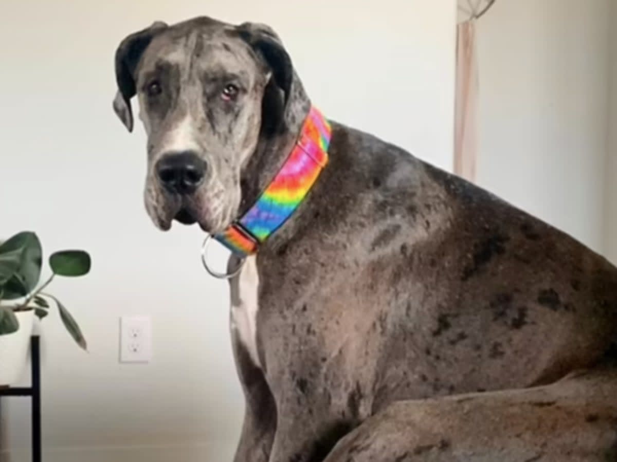 Zeus, who was 3ft 5in, died at the age of three in Texas (@zeus_king_dane via Instagram)