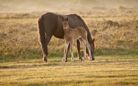 The New Forest is famous for its ponies