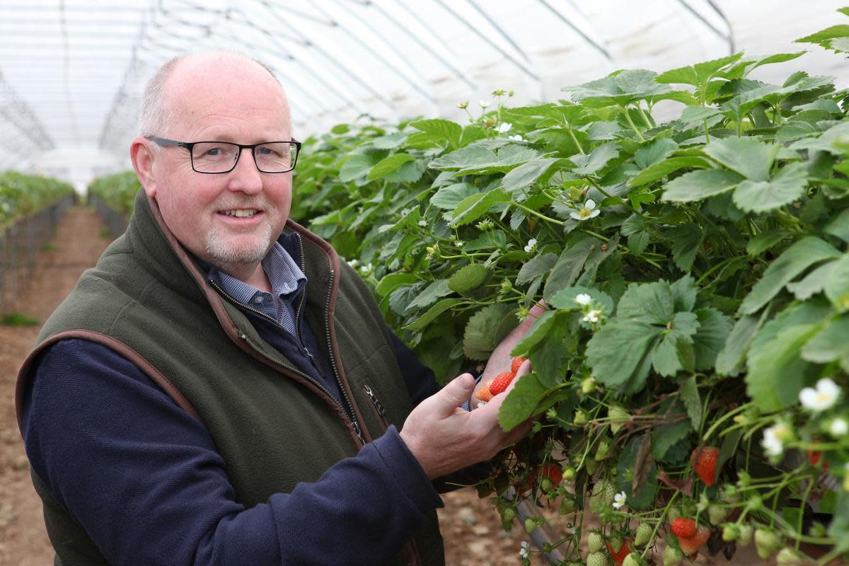 S&A Group managing director Peter Judge in one of the polytunnels at the farm in Marden, Herefordshire <i>(Image: Hereford Times)</i>