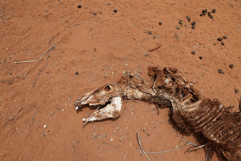 The carcass of a donkey who died due to an ongoing drought is seen near the town of Kargi, Marsabit county
