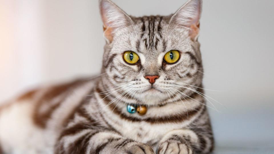 American shorthair