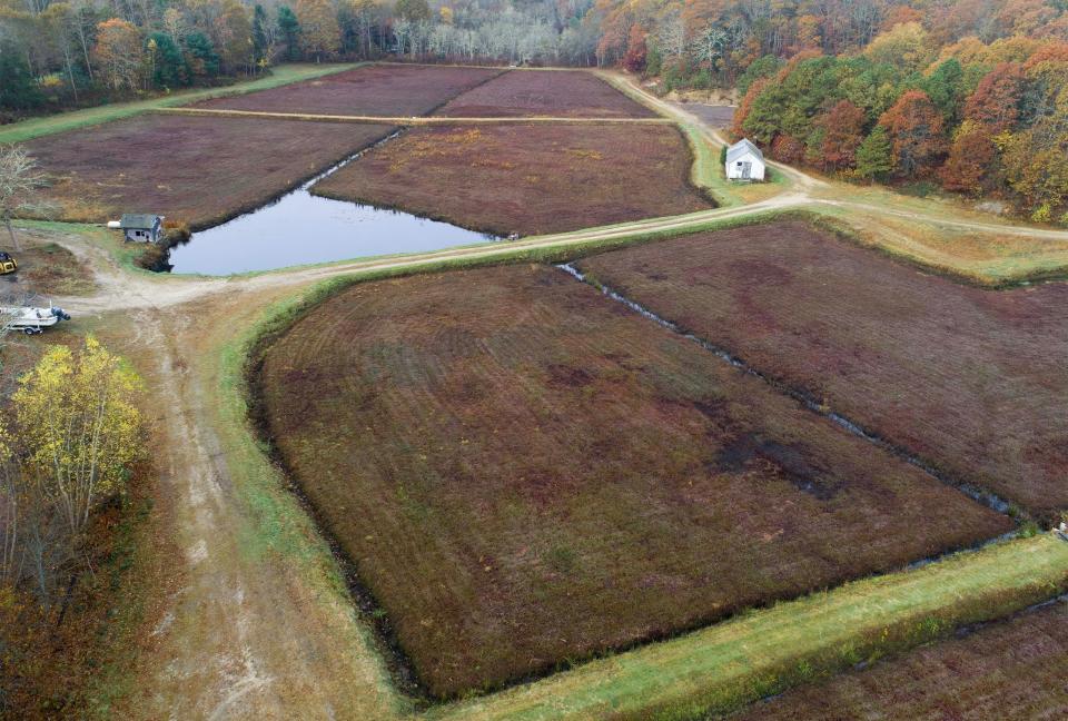 Cranberry cultivation was once booming on Cape Cod. Today, some farmers are choosing to retire their bogs, or part of their bogs. In Marstons Mills, shown here on Nov. 11, 78 acres of bogs are to be retired and returned to natural wetlands, with the goal of using plant growth to help cleanse groundwater of nitrogen pollution.