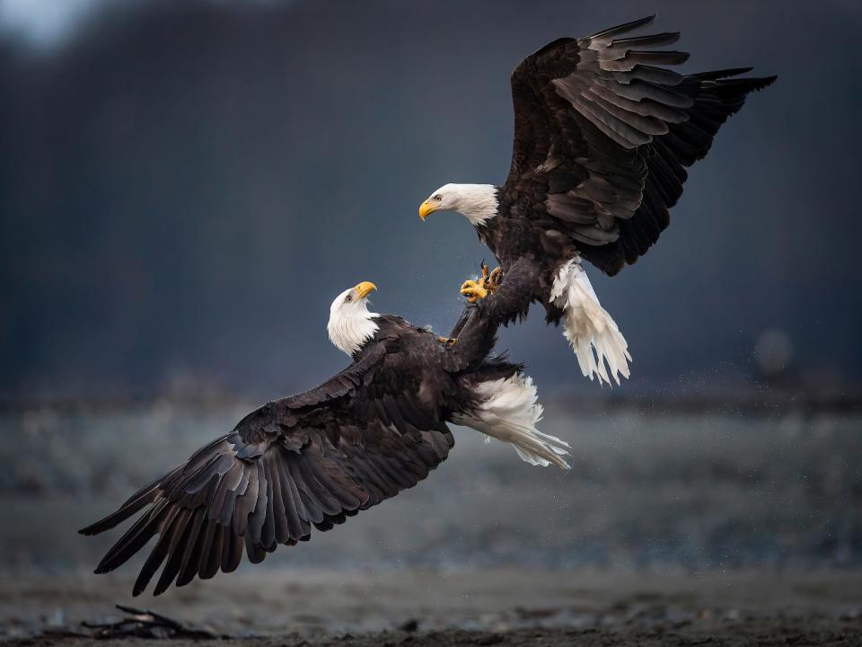 Two bald eagles fight over a salmon carcass just above the bank of the Chilkat River in the Alaska Chilkat Bald Eagle Preserve near Haines, Alaska in 2010. .