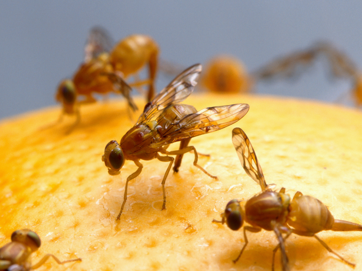 How To Get Rid Of Fruit Flies: 6 DIY Fly Traps - Farmers' Almanac