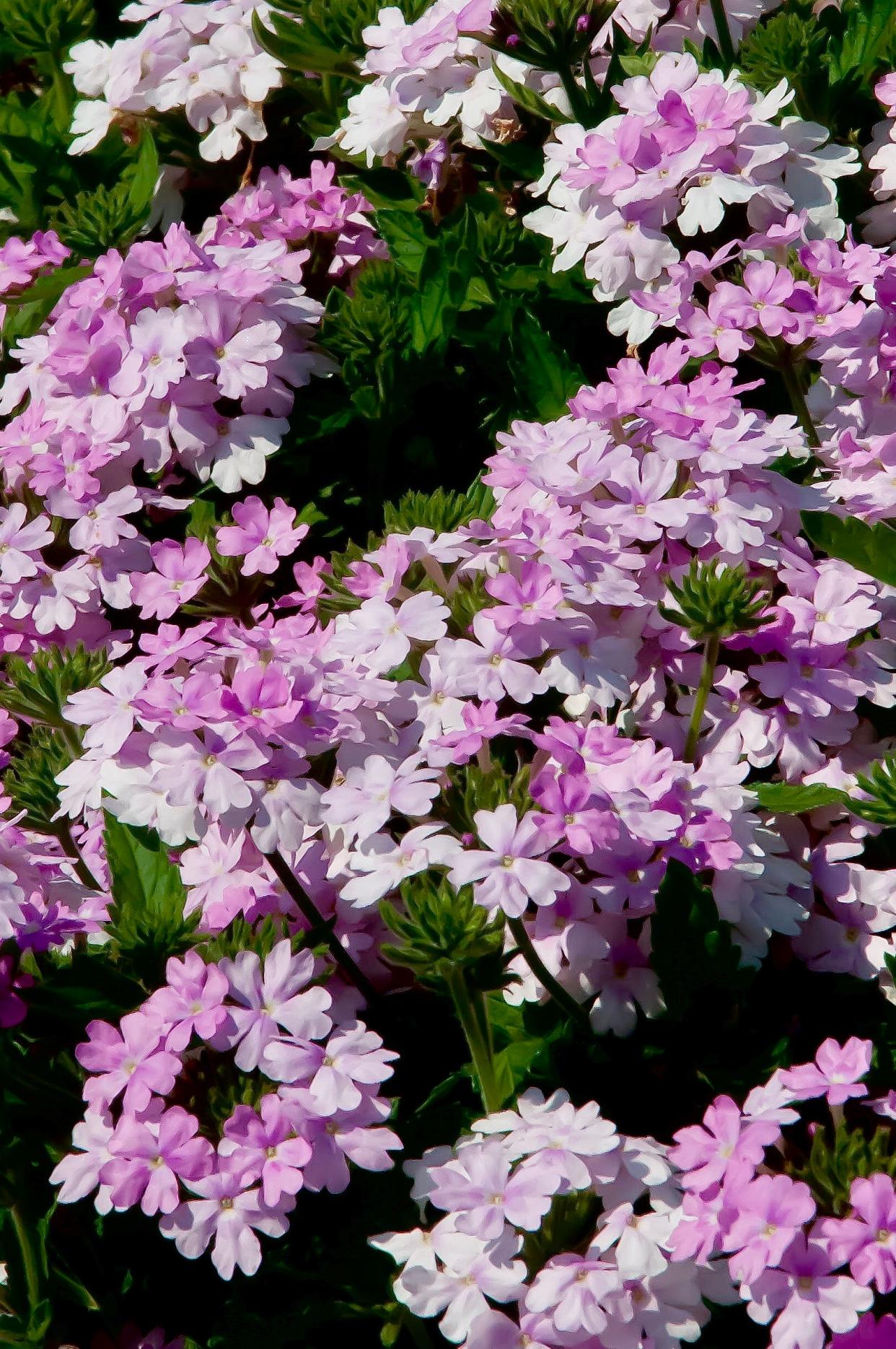 Superbena Pink Cashmere verbena will be making its debut in 2024. The Garden Guy took this picture at the Young’s Plant Farm 2023 Garden Tour in Auburn, Alabama.