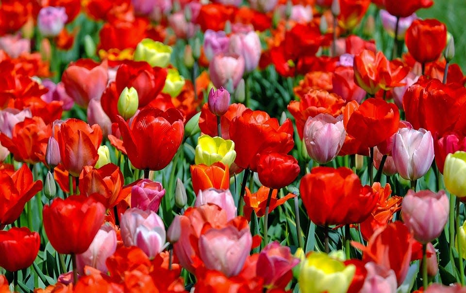 Tulip growth can be inhibited by pests