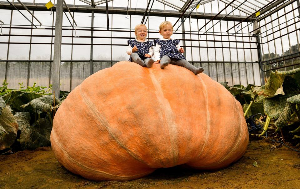 Ian’s smiley twin granddaughters Polly and Etta perched on top of the 'monster' pumpkin - Jordan Pettitt/Solent News & Photo Agency 