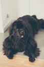 <p>The Newfoundland might look like a small bear, but if you have the room for one in your home, you definitely won't regret adopting this teddy. The AKC calls "Newfies" patient and the "<a rel="nofollow noopener" href="https://www.womansday.com/life/a5747/10-things-your-nanny-wont-tell-you-119108/" target="_blank" data-ylk="slk:nanny;elm:context_link;itc:0;sec:content-canvas" class="link ">nanny</a> dog" for young children, because these gentle giants won't let anything happen to your little ones.</p>