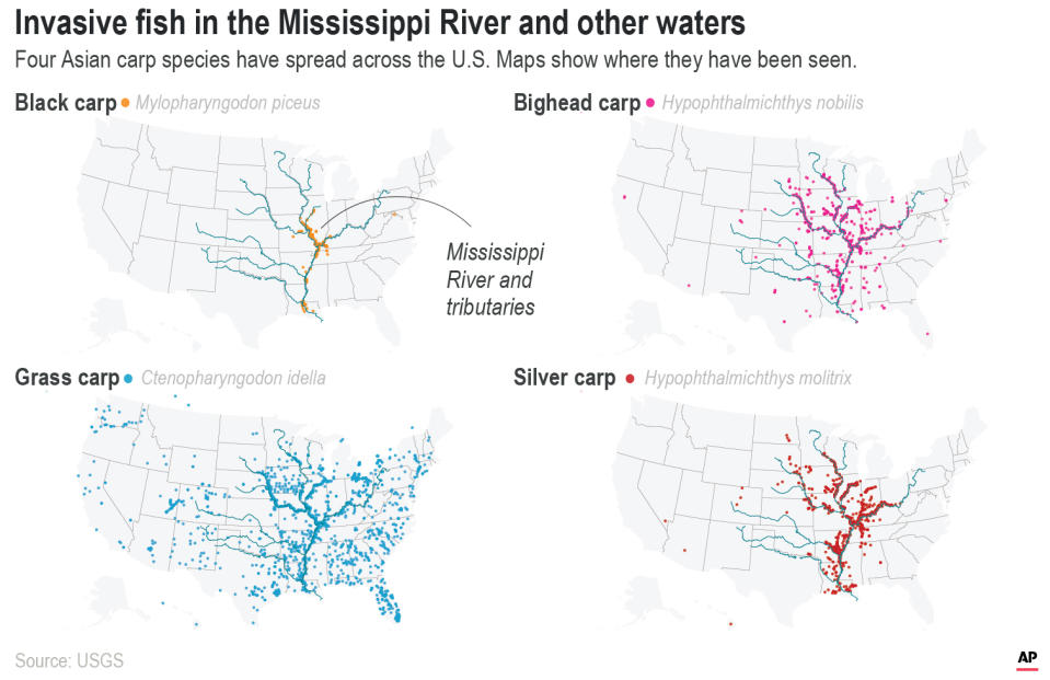 Four Asian carp are now widely distributed in the US.;