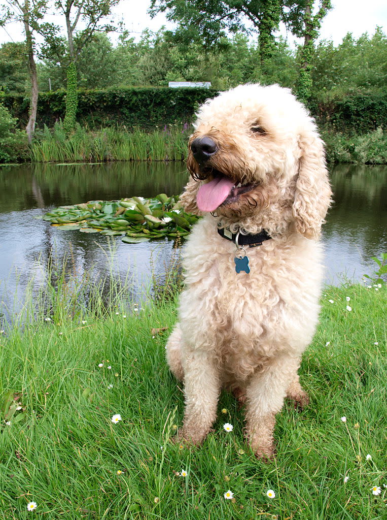 14. Labradoodle